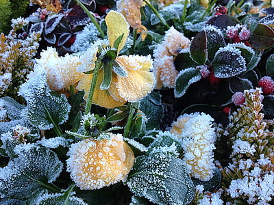 isbryter, winterblueher, 400-500, eiskristalle, grav, grav plante, Vinter