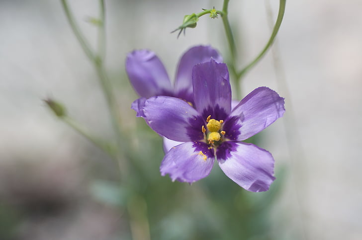 purple, flower, summer, nature, plant, close-up, petal