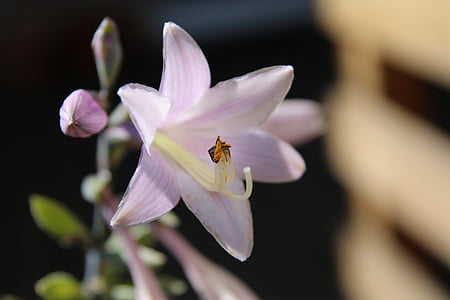 bianco bordo-funkie, fiore, pianta, Blossom, Bloom, rosa, Franciae degli ibridi di Hosta