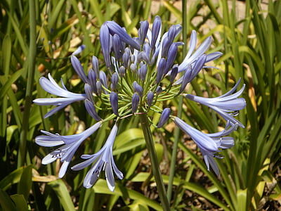 Blue lily, cvet, modra, rastlin, poletje, cvet, cvet
