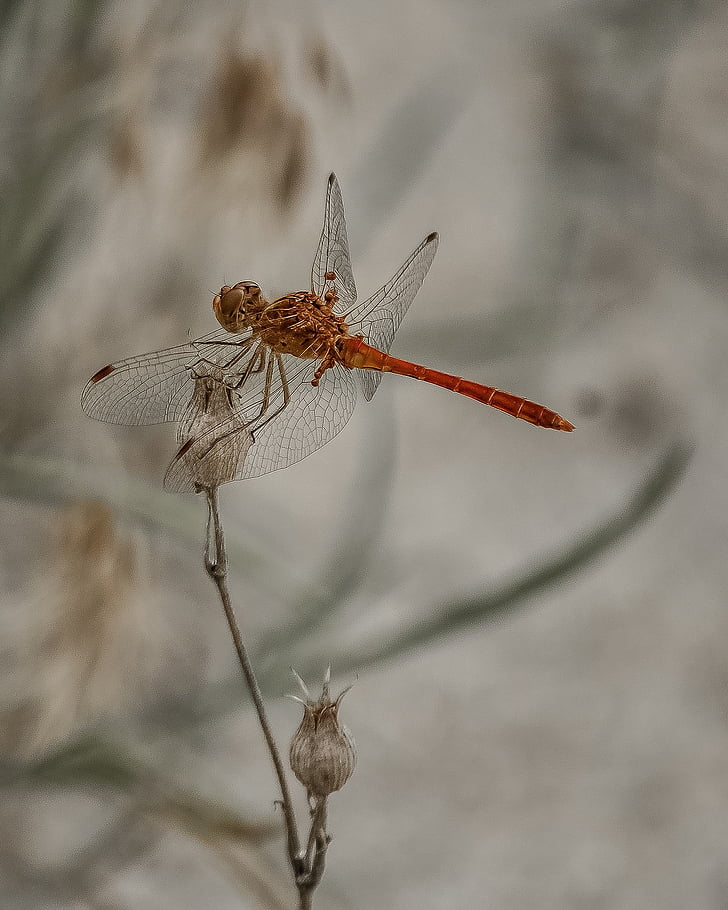 selected, focus, photography, flame, skimmer, Dragonfly, Animal