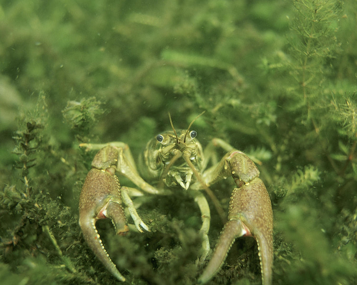 Lobster, bawah air, pemandangan, alam