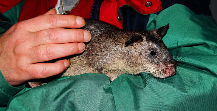rata, rata de Gambia, ratas gigantes del hámster, África, cola bicolor, Cricetomys gambianus, roedor