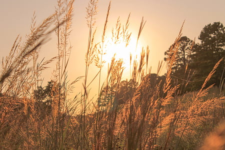 sunset, trees, grass, sun, sun rise, cereal plant, agriculture