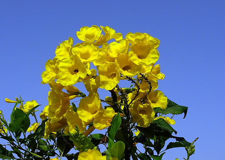 květ, žlutá, chestnutleaf trumpetbush, Tecoma castanifolia, trubačovité, závod, květ
