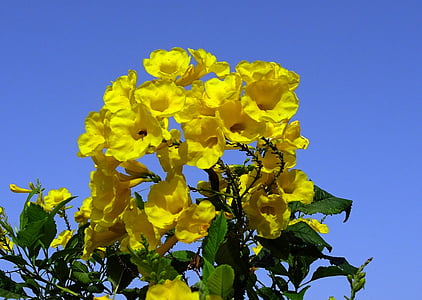 blomst, gul, chestnutleaf trumpetbush, tecoma castanifolia, piggeple, anlegget, Blossom