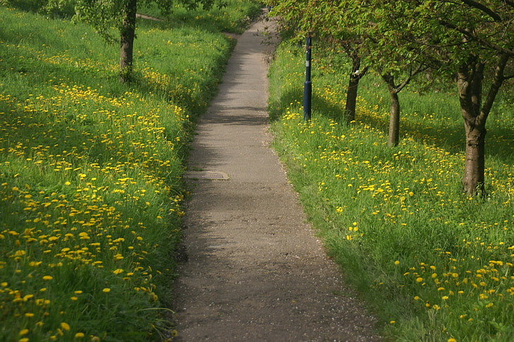 Pavasaris, ceļš, Dandelions, koks, daba, ziedēšanas