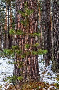 Pine, herfst, sneeuw, bomen, natuur, landschap, boom