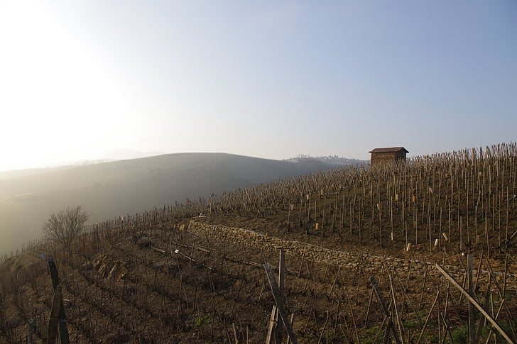 Landschaft, Rebe, Winter, Natur, Wein, Frankreich, Nebel
