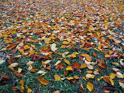 Resumen, otoño, colores otoño, hermosa, brillante, Color, colorido