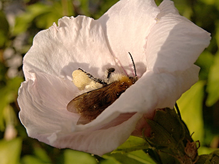 λουλούδι, γύρη, Ιβίσκος, μέλισσα, έντομο, λευκό, ηλιοβασίλεμα