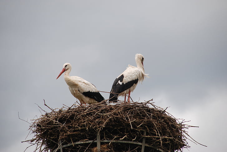 bird, stork, nest, hatch, black, white, nature