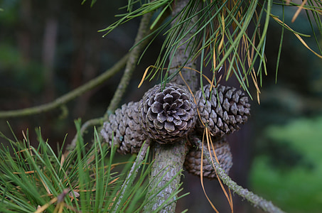 pine, pine cones, tap, conifer, forest, pine family, branch