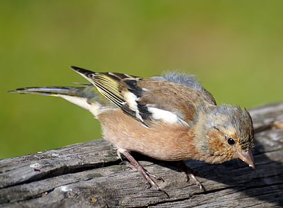 chaffinch, bird, fink, songbird, feather, plumage, cheeky
