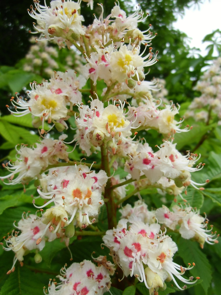 buckeye, tree, medicinal plant, white rosskastanie, chestnut tree, nature, flower