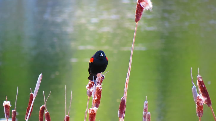Red - winged blackbird, natur, myr, våtmarksområde, våren, britisk columbia, gretten