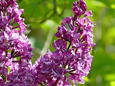 lilac, purple, bush, nature, spring, bloom, flowers