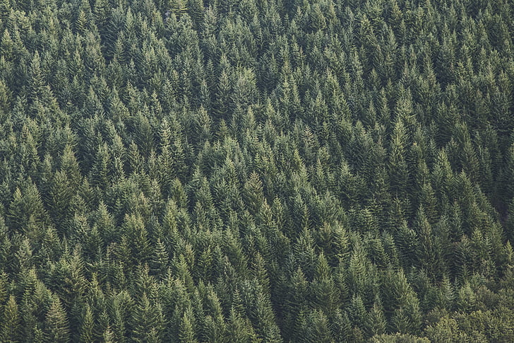 Luchtfoto, fotografie, groen, Pine, bomen, naaldboom, conifer