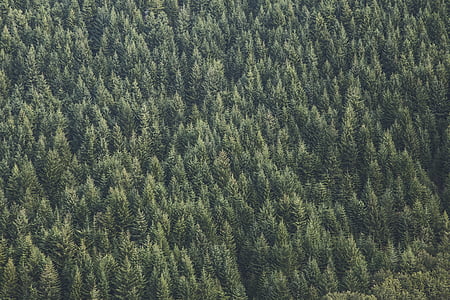 aerial, photography, green, pine, trees, pine tree, conifer