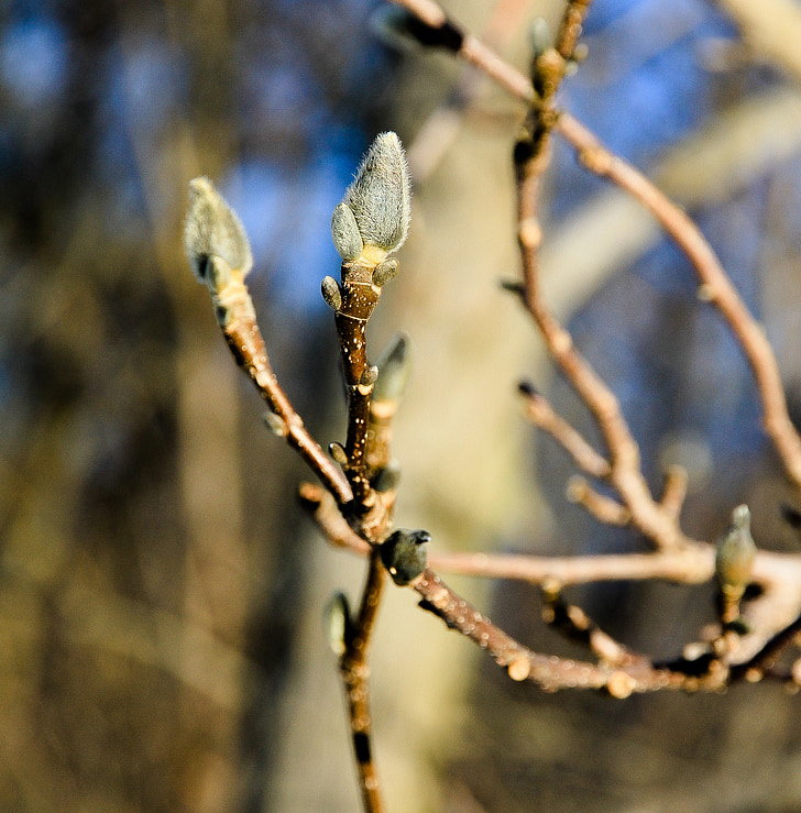 bud, spring, catkin, macro, closeup, flora, tree