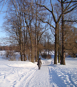 l'hivern, neu, arbres, carretera, sol, ombra, natura