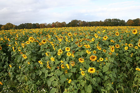 sun flower, sunflower field, yellow, plant