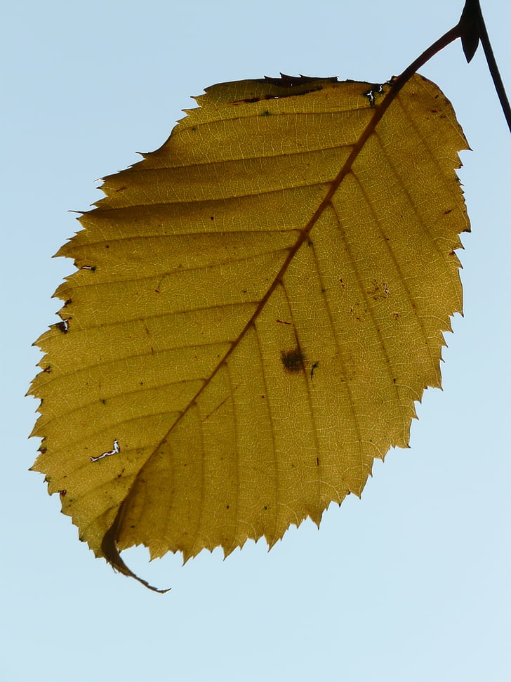 feuille, feuilles, automne, hornbeam, Carpinus betulus, hêtre blanc, serre de bouleau