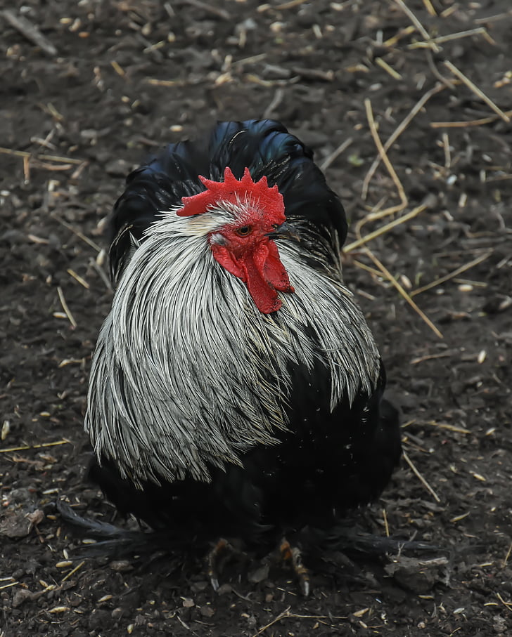 chicken, farm, bird, animal, poultry, rooster, agriculture