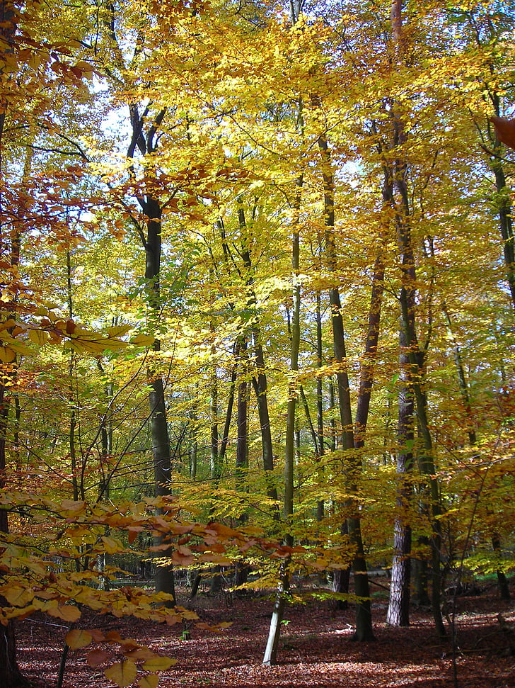 trävägg, skogen, gyllene, oktober, hösten, ljusa, gul