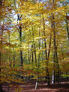 paret de fusta, bosc, d'or, octubre, tardor, brillant, groc