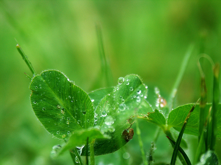 잎, 초원, 비, 방울의 물