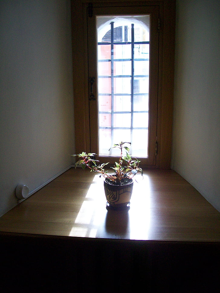 fiore, sole, finestra