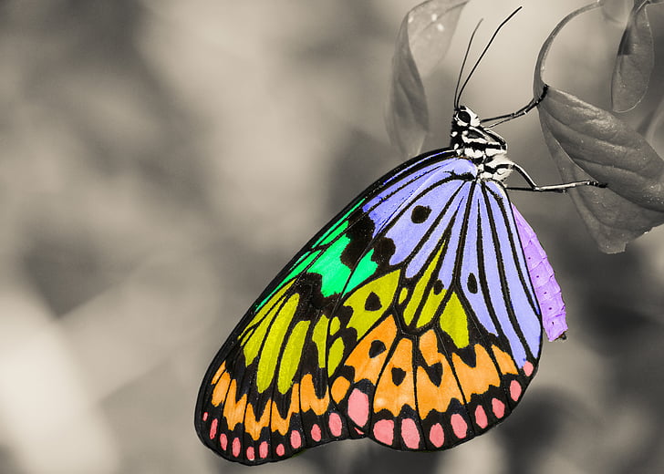 πολύχρωμο, έντομο, πεταλούδα, ζώο, φτερά, φύλλο, μαύρο και άσπρο