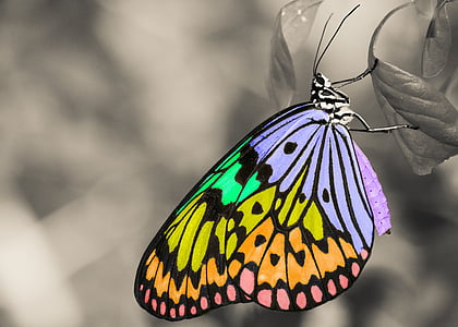 colorful, insect, butterfly, animal, wings, leaf, black and white