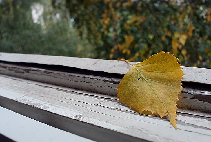 jeseni, septembra, list, rumena