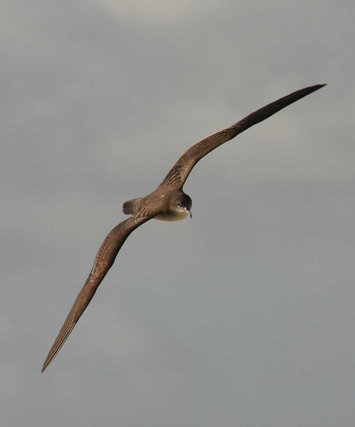 pássaro voando, aves marinhas, Muttonbird, Wedge-tailed shearwater, trópicos, voo, voo livre