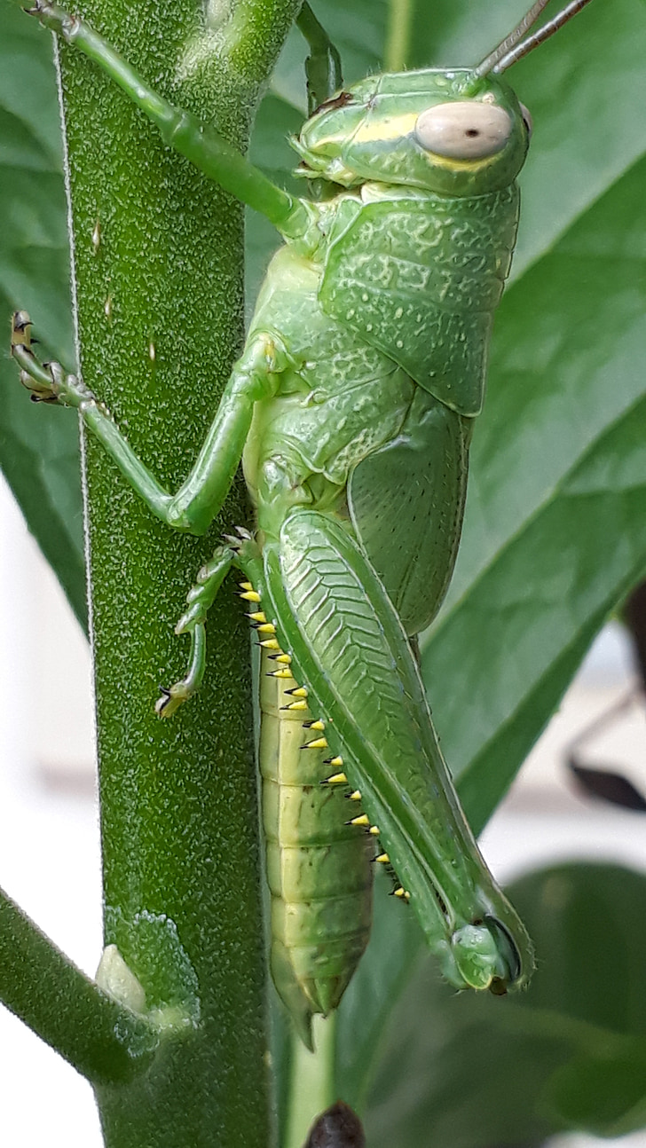 animal, grasshopper, leaf eater, insect, nature, wildlife, close-up
