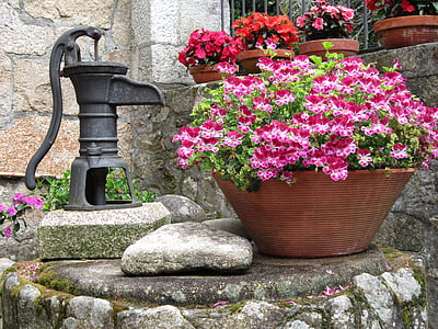 цветя, вода, растения, източник, градини