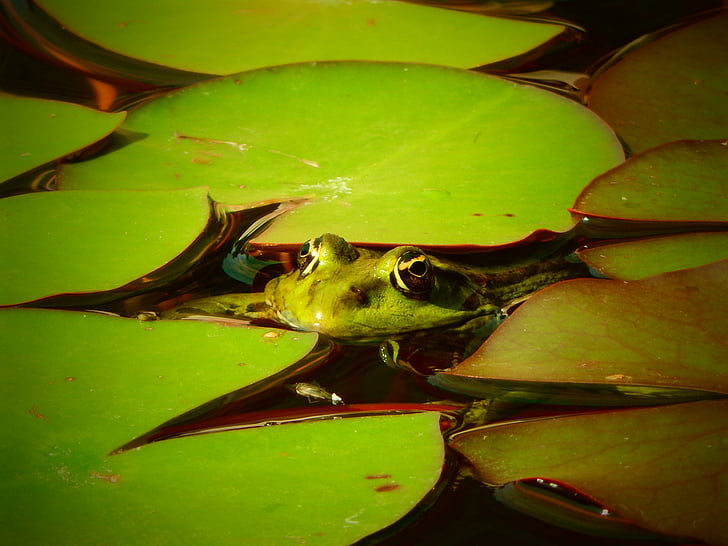 frog, amphibian, macro, animal, water, nature
