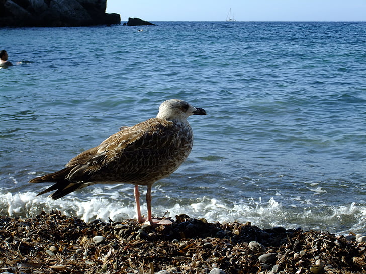 Gabbiano, spiaggia, Mallorca, mare, uccello, natura, animale