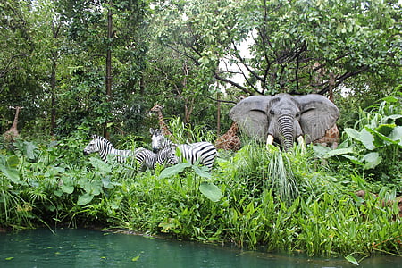 Selva, animals, zebres, elefants, herba, plantes, riu