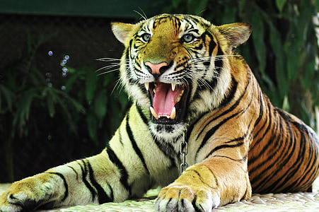 Tiger, katt, Thailand