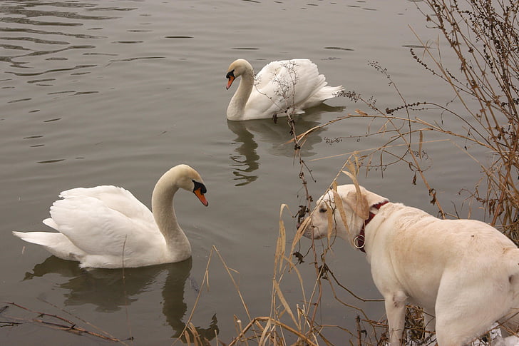 elven, Swan, hunden, dyr, vann, møte, Labrador