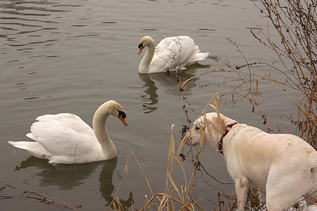 river, swan, dog, animals, water, encounter, labrador