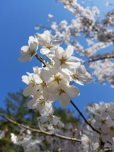 Пролет, Пролетни цветя, Чери Блосъм, черешово дърво, небе, природата, Пролет