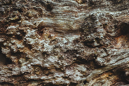 marró, Roca, formació, arbre, fusta, escorça, amb textura