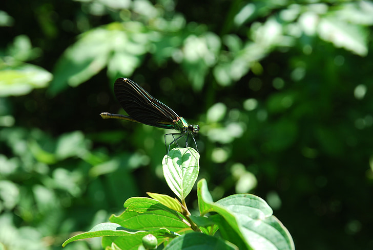 Dragonfly, groen, insect, sluiten, Details, Close-up