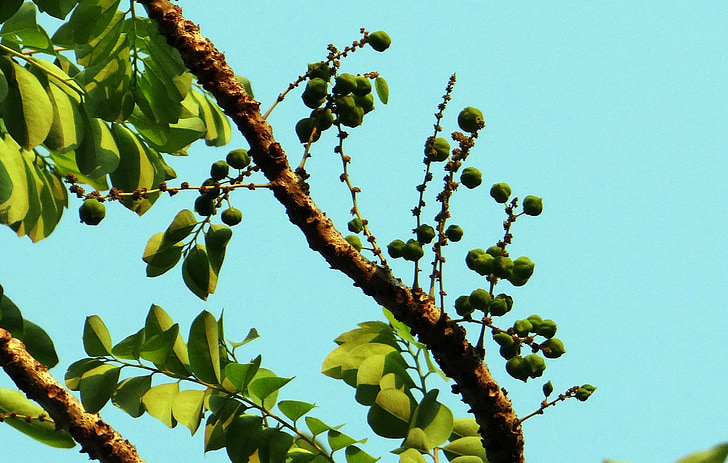 Phyllanthus acidus, uva spina malese, uva spina della stella, albero di uva spina, frutti di bosco, albero, India