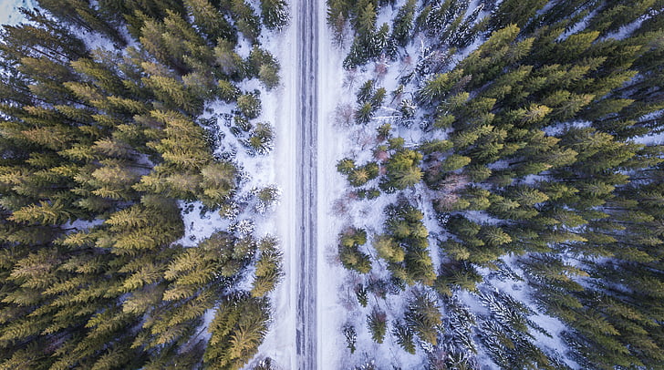 forest, road, above, aerial, cold, winter, green