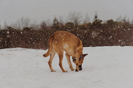 ζώο, σκύλος, σε εξωτερικούς χώρους, κατοικίδιο ζώο, χιόνι, νιφάδες χιονιού, χιονισμένο